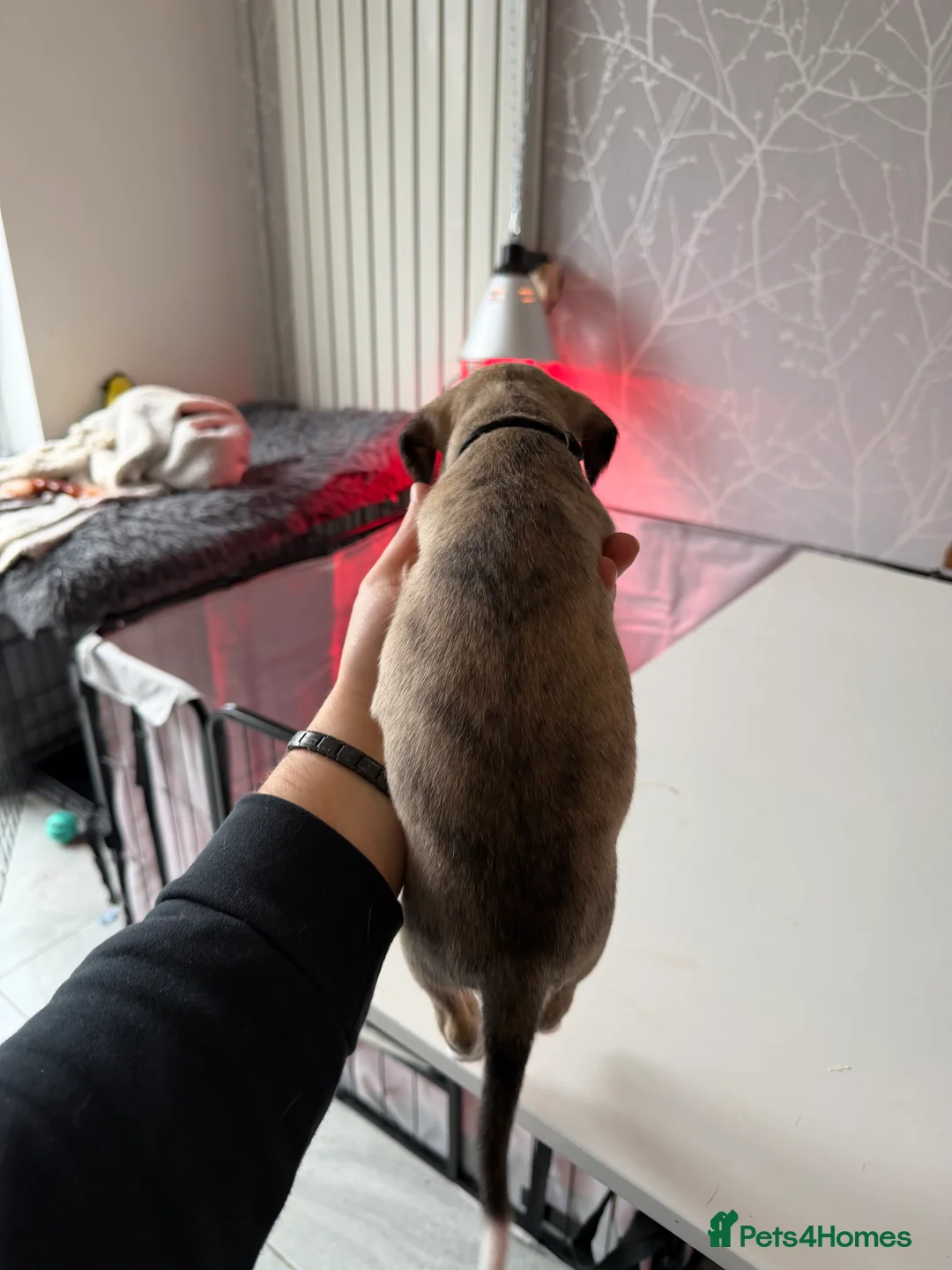 Mixed Breed dogs for sale: Bedlington x Whippet - Advert 20