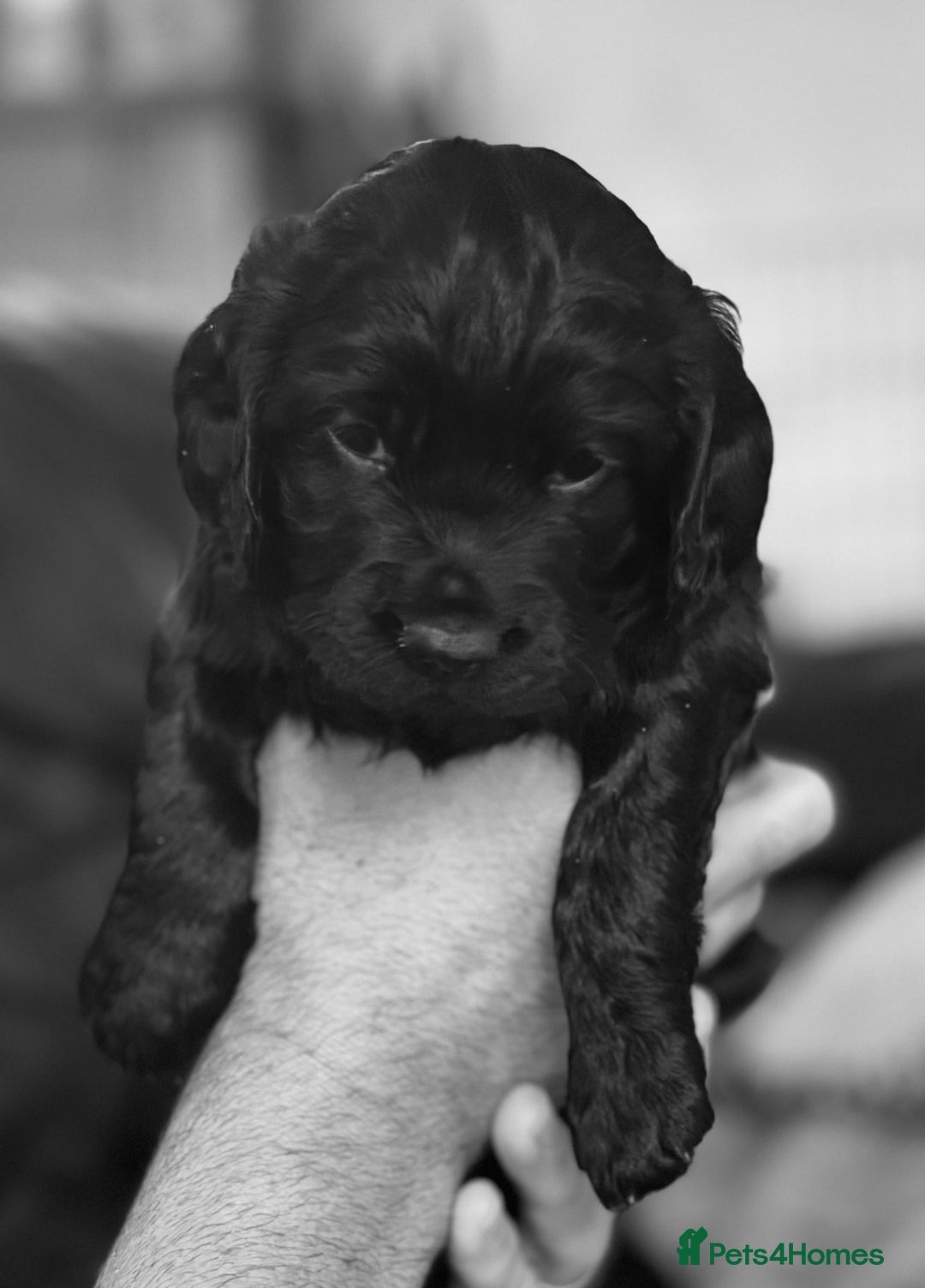 Cocker Spaniel dogs for sale: Black Male KC Working cocker - Image 6
