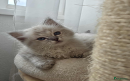 Ragdoll cats for sale: 🐾🌸STUNNING KITTENS| ONE LEFT!|🌸🐾 - Image 1