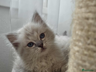 Ragdoll cats - Advert 1