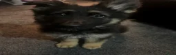 German Shepherd dogs for sale: 4 month old German Shepherd  - Advert 6