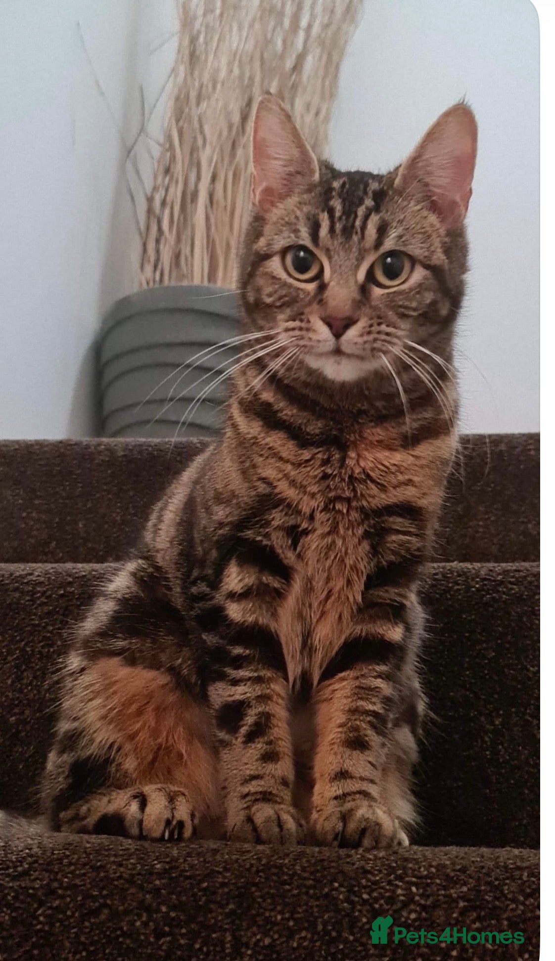 Mixed Breed cats 🐾 Kittens Looking for Loving Homes  - Advert 13