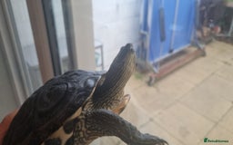 Terrapin reptiles for sale: 2 Terrapins Turtles 3 years adults - Image 8