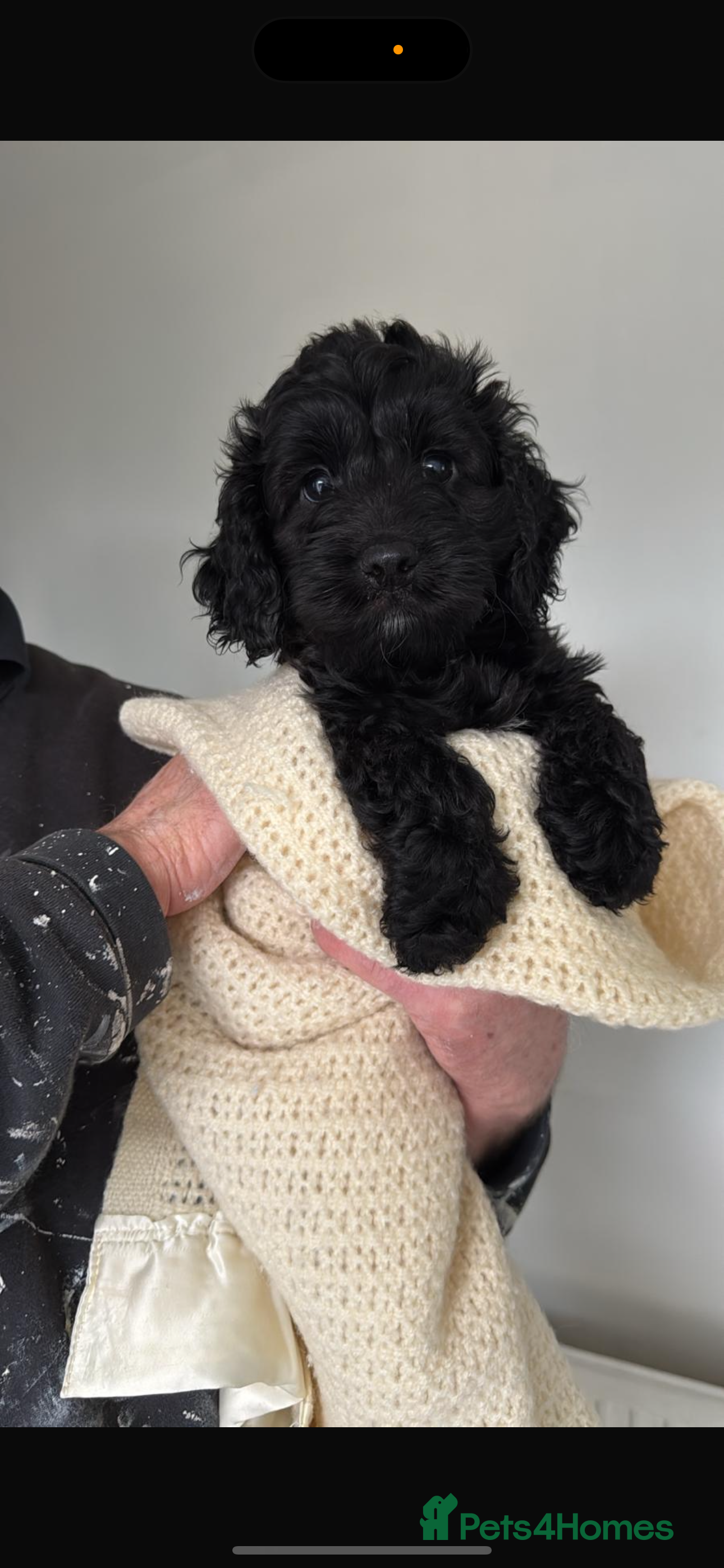 Sproodle dogs Beautiful Sproodle boy puppy - Advert 11