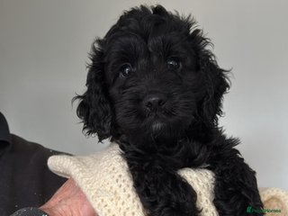 Sproodle dogs Beautiful Sproodle boy puppy - Advert 9