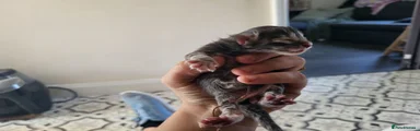 Maine Coon 3