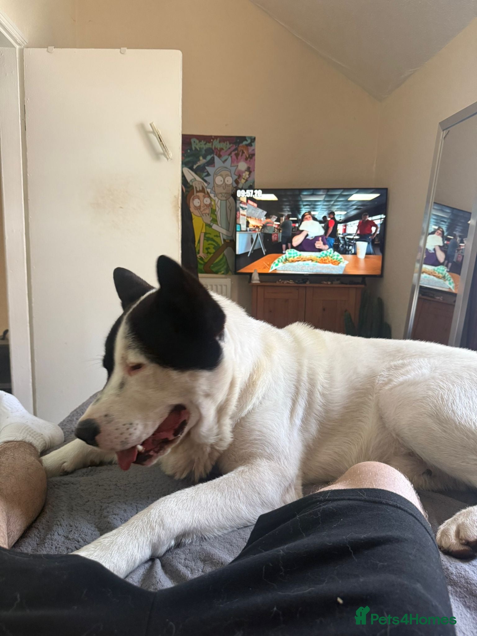Akita dogs for sale: Kizzer in Penmaenmawr - Advert 3