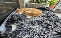 Mixed Breed cats for sale: Chinchilla Persian cross kittens  - Image 6