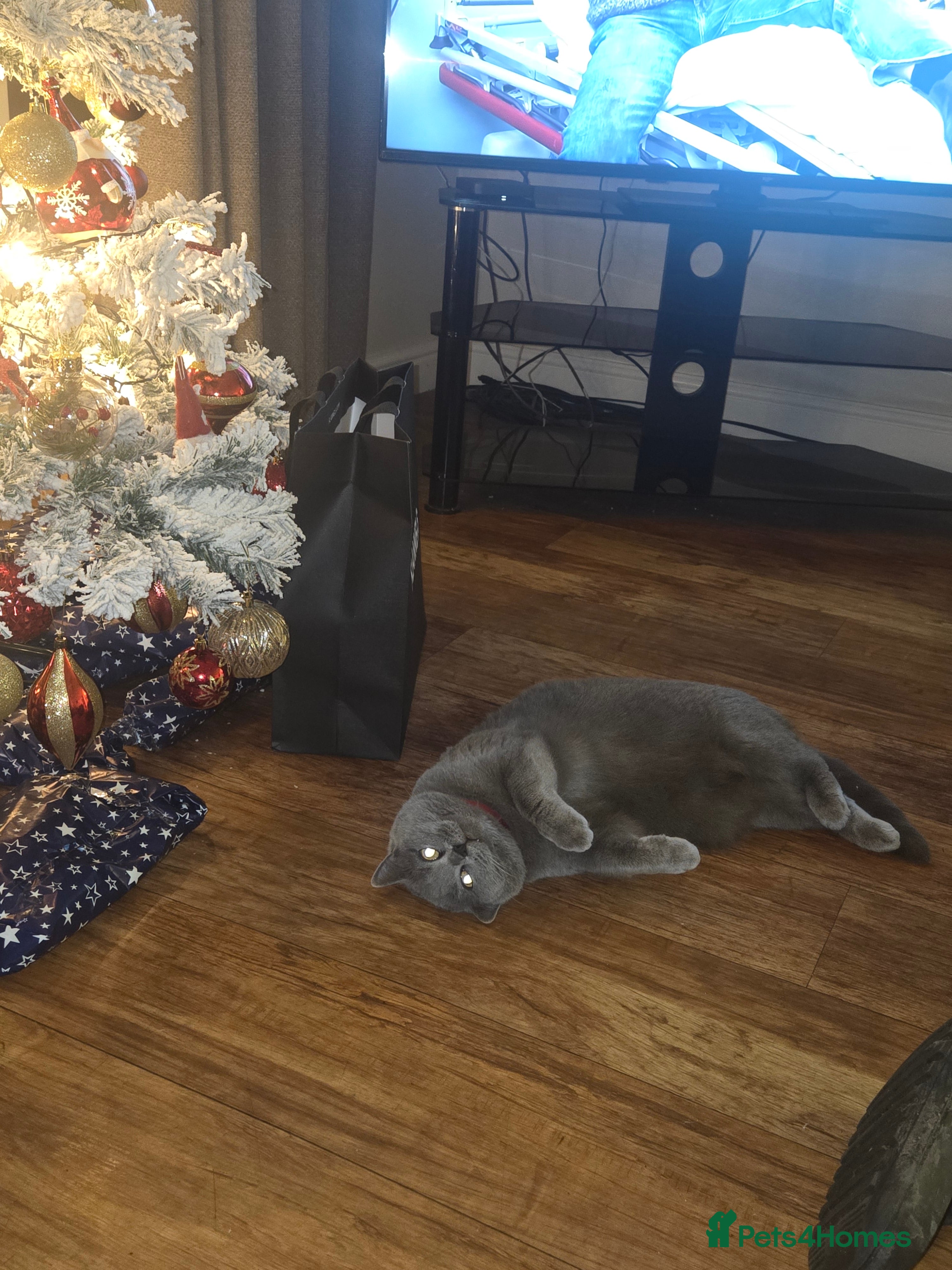 British Shorthair cats 2 year old britsh short hair  - Advert 1