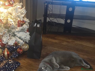 British Shorthair cats 2 year old britsh short hair - Advert 1