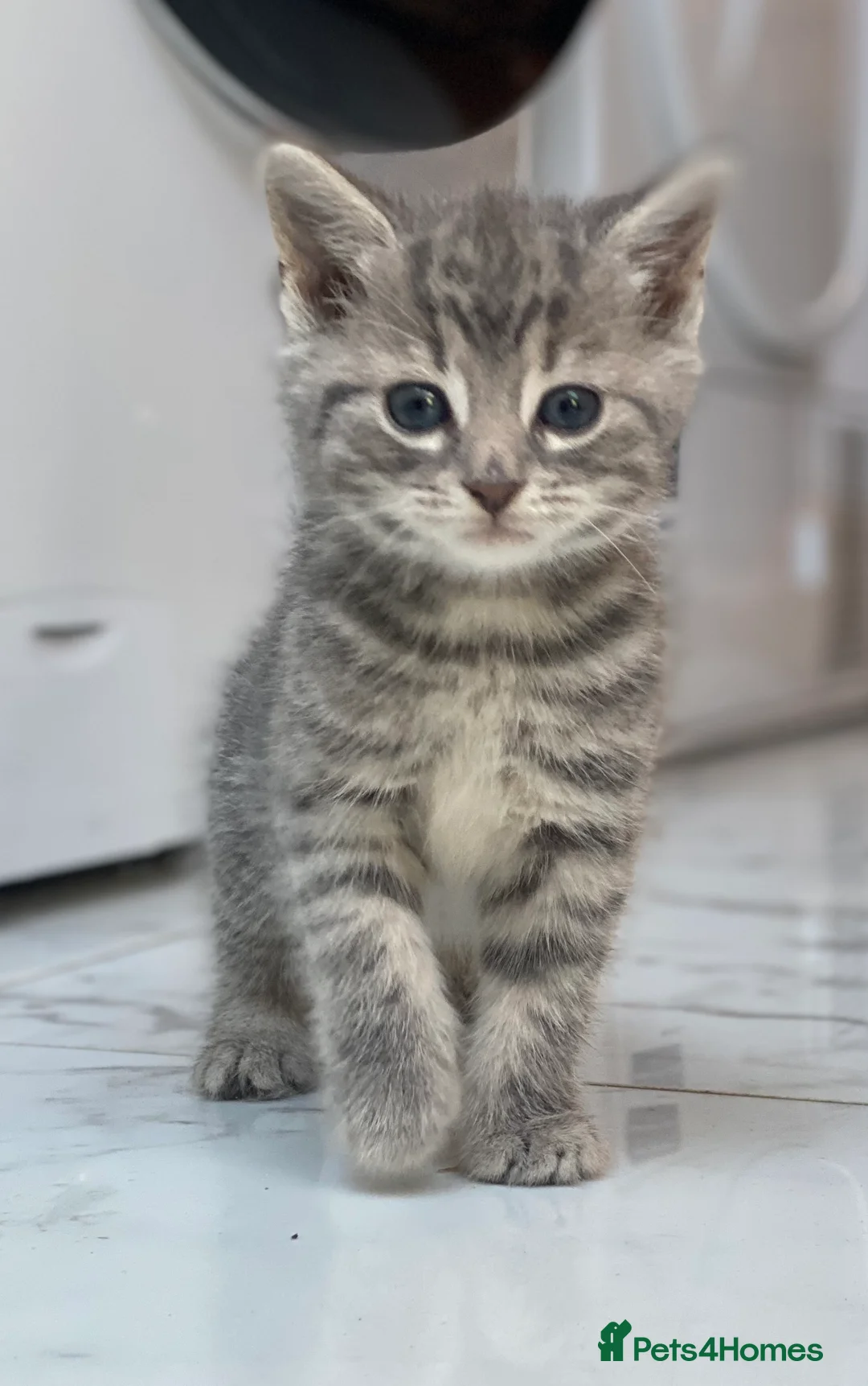 Mixed Breed cats for sale: Gorgeous part BSH kittens - Advert 2