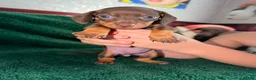 Dachshund dogs for sale: Chocolate and Black/Tan Dachshund puppies  - Advert 9
