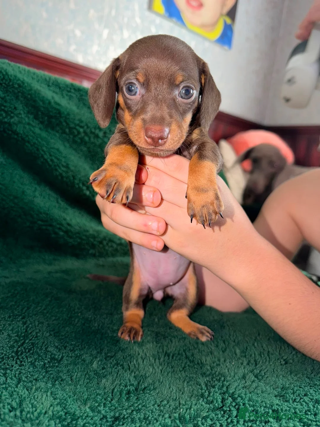 Dachshund dogs for sale: Chocolate and Black/Tan Dachshund puppies  - Advert 9