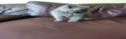 British Shorthair cats for sale: British shorthair female in Bristol - Advert 5