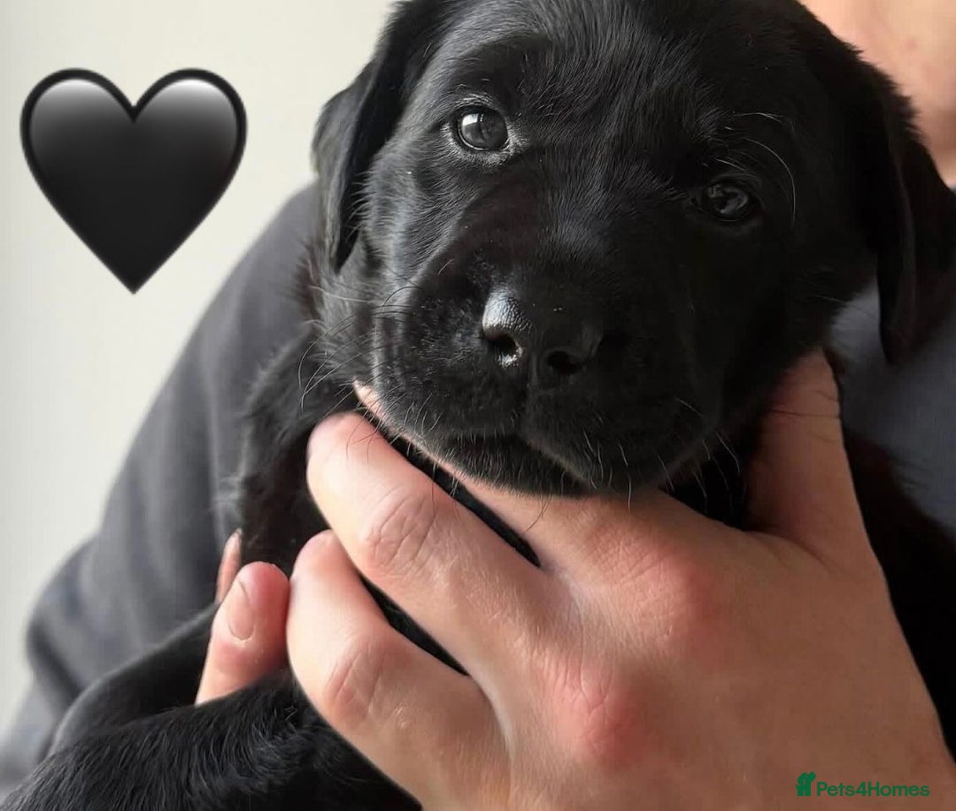 Labrador Retriever dogs for sale: Labrador Puppies  - Advert 6