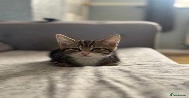 Mixed Breed cats - Advert 11