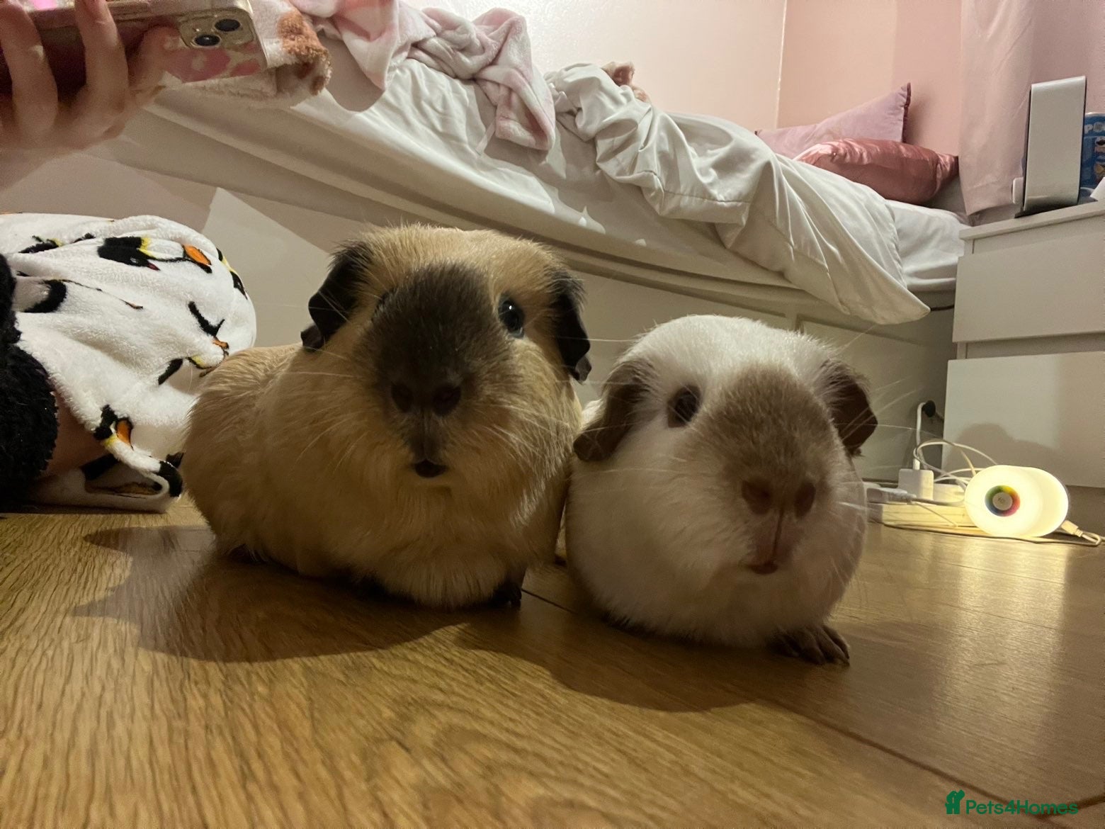 Guinea Pig rodents Two Male Guinea Pigs - Advert 1