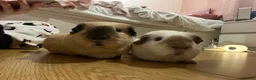 Guinea Pig rodents for sale: Two Male Guinea Pigs - Advert 1