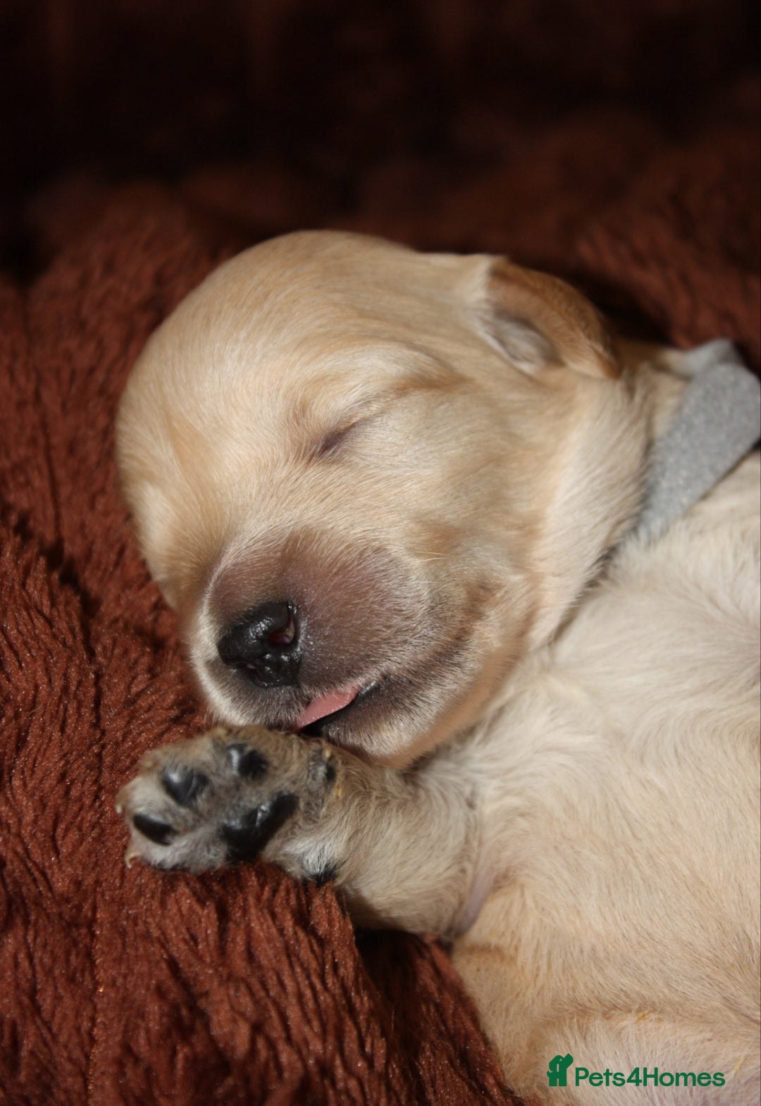 Goldendoodle dogs for sale: F1 Miniature goldendoodles  - Advert 9