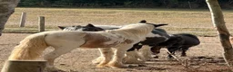 Irish Cob horses for sale: Captain Rusty  in Redditch - Advert 5