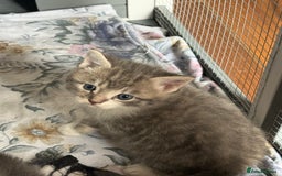British Shorthair cats for sale: Half British shorthair for sale - Image 12