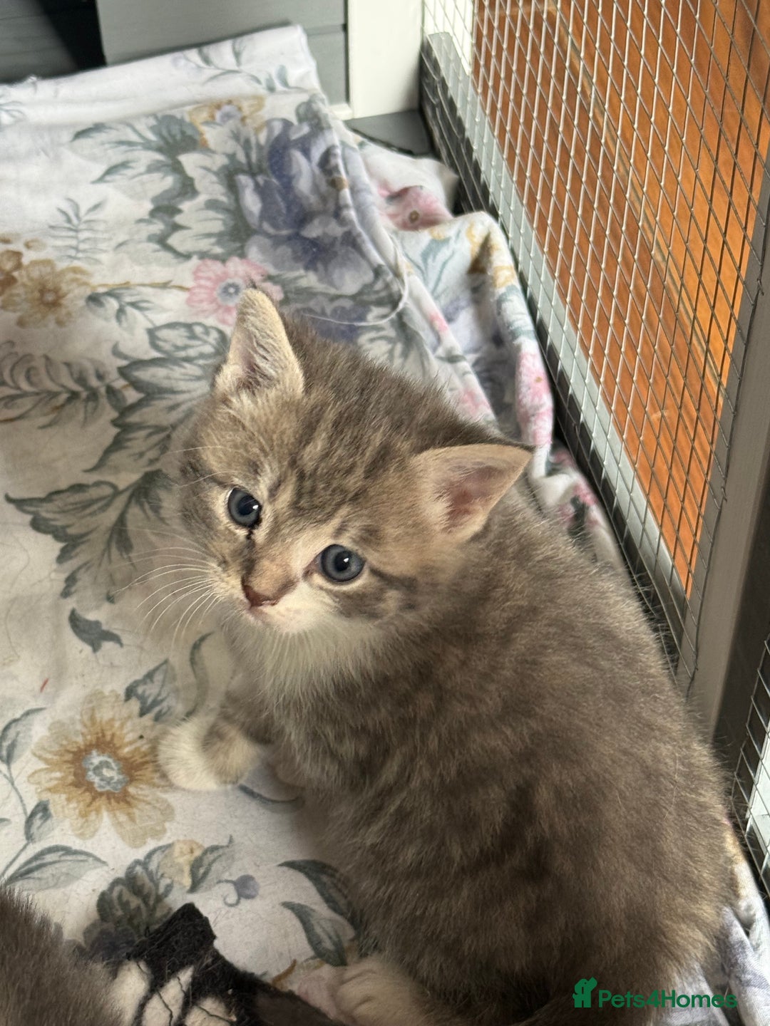 British Shorthair cats for sale: Half British shorthair for sale - Image 12