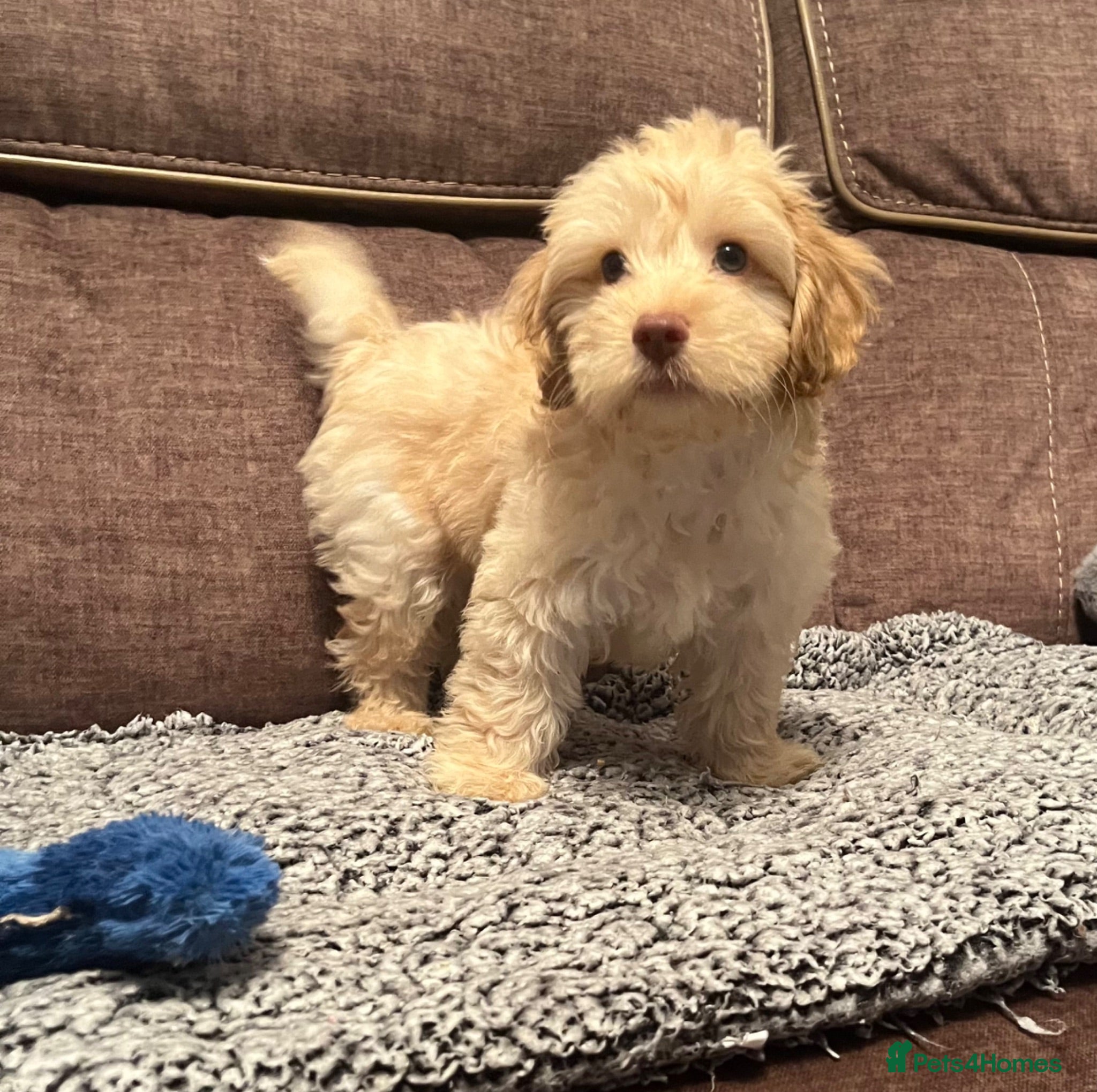 Cockapoo dogs 💙Beautiful,super friendly,Cockapoo F1 Puppies  - Advert 6
