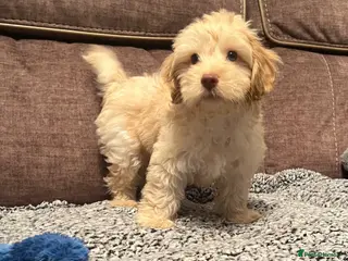 Cockapoo dogs 💙Beautiful,super friendly,Cockapoo F1 Puppies - Advert 6