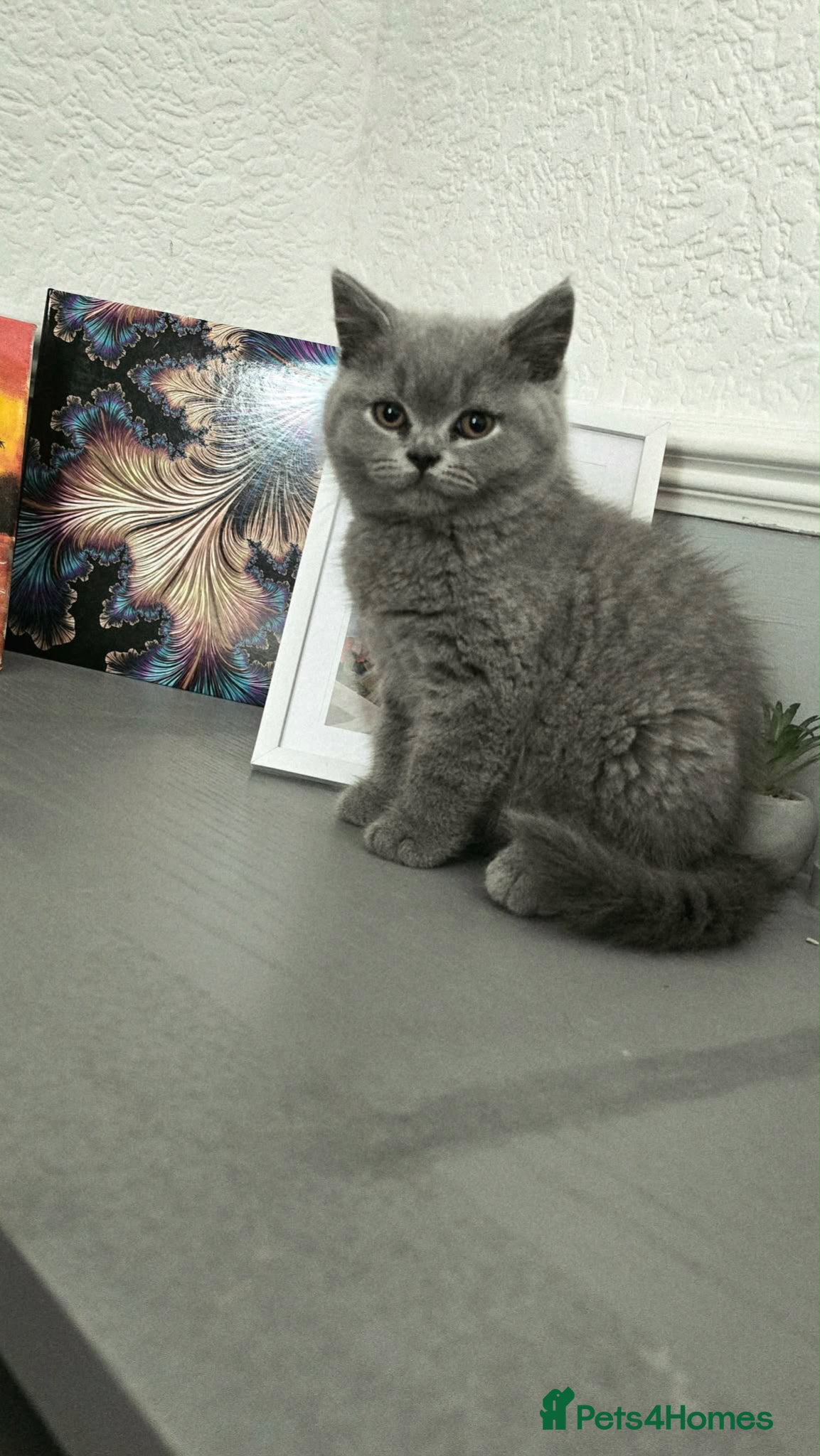 British Shorthair cats for sale: British shorthair beautiful male - Advert 4