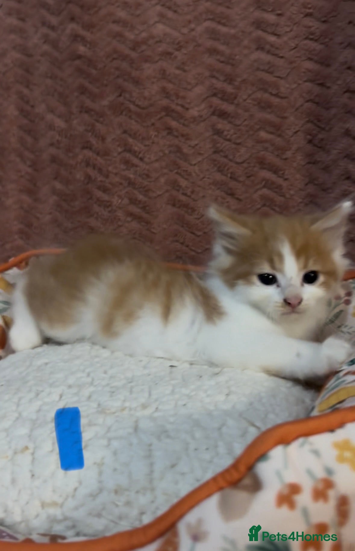 Mixed Breed cats for sale: 8 beautiful kittens ready for loving homes  - Advert 3