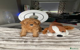 Shihpoo dogs for sale: F1B Toy Poodle 🔥 **READY TO GO** in Glasgow - Image 5