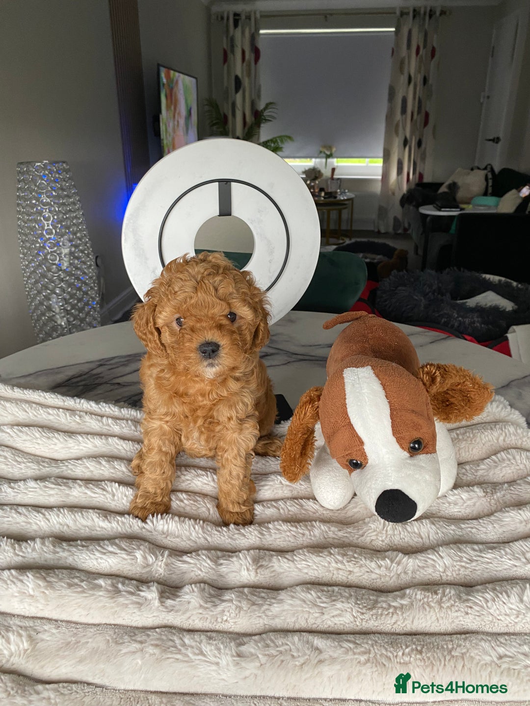 Shihpoo dogs for sale: F1B Toy Poodle 🔥 **READY TO GO** in Glasgow - Image 5