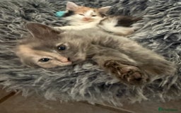 Mixed Breed cats for sale: Fluffy Turkish Angora mixed breed kittens  - Image 2