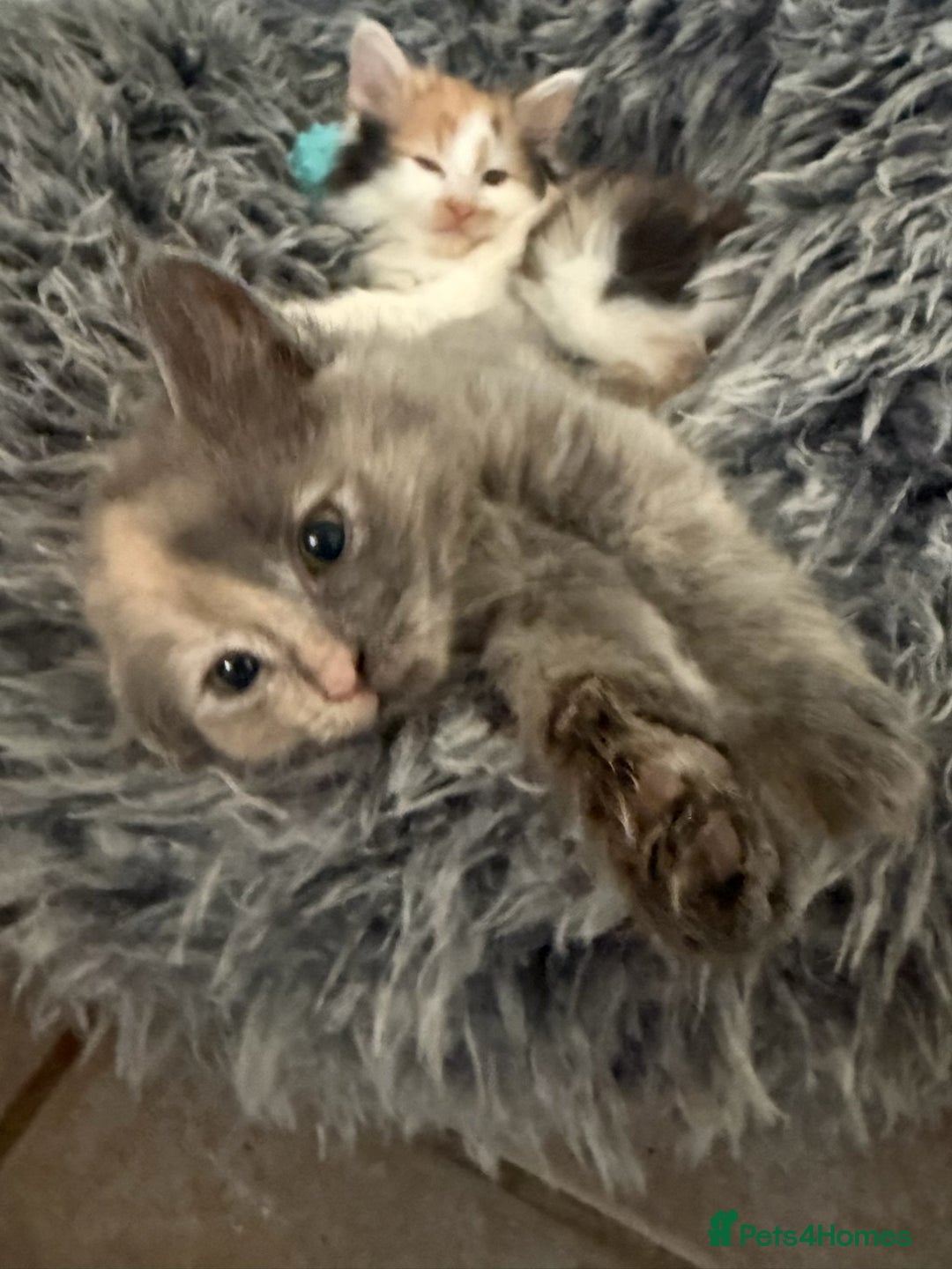 Mixed Breed cats for sale: Fluffy Turkish Angora mixed breed kittens  - Image 2