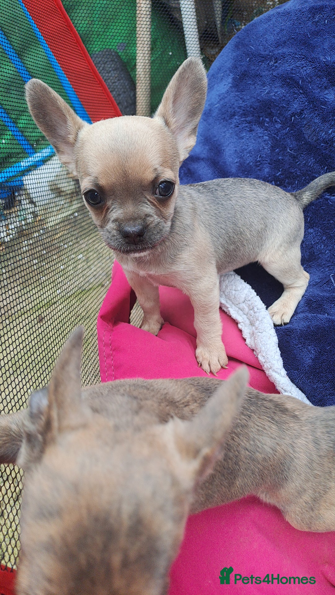 Mixed Breed dogs for sale: Frenchie x chihuahua puppies  - Image 6