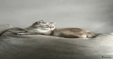 Persian cats Persian Kittens Looking for Loving Homes - Advert 16