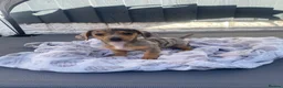 Mixed Breed dogs for sale: 3/4 miniature dachshund puppies  - Advert 9