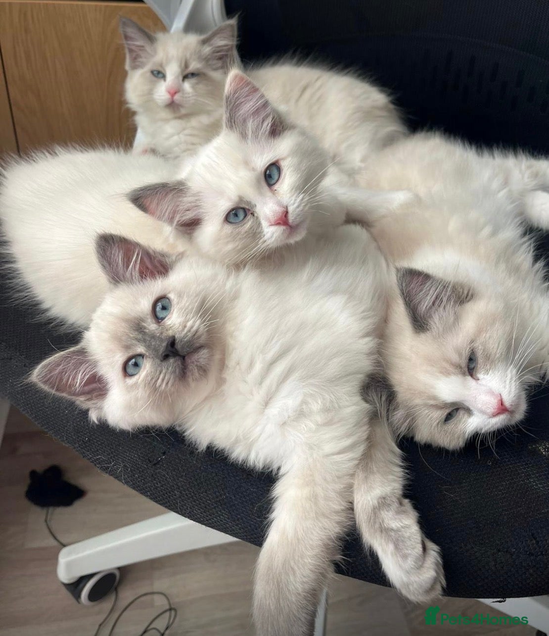 Ragdoll cats Female ragdoll - Advert 1