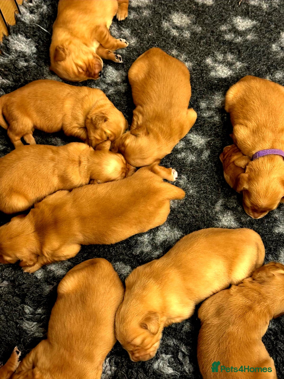Golden Retriever dogs for sale: ⭐ DARK golden retriever puppies 🐶  - Advert 3