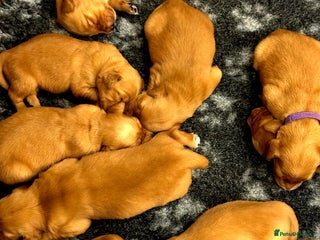 Golden Retriever dogs ⭐ DARK golden retriever puppies 🐶 - Advert 15
