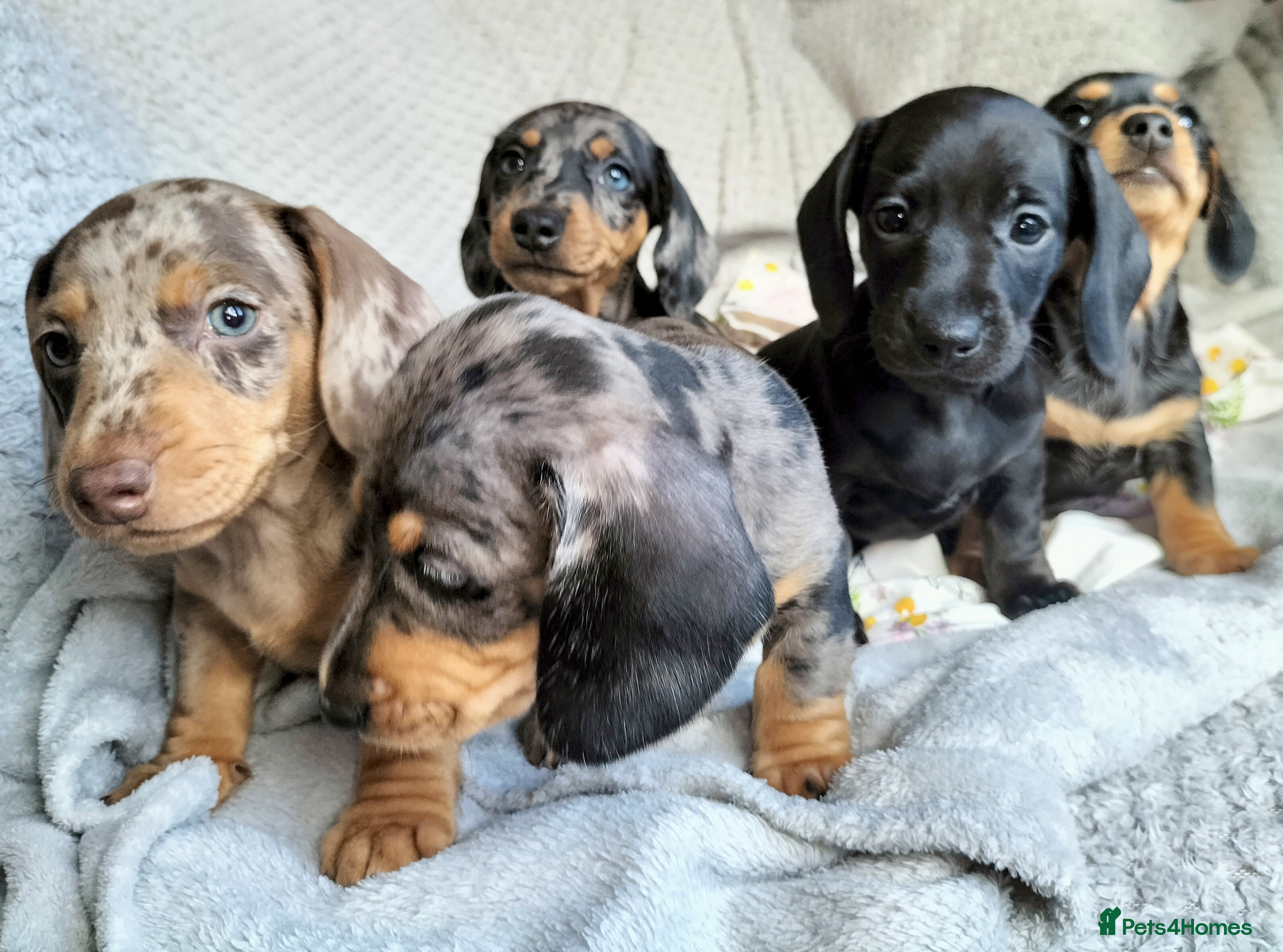 Miniature Dachshund dogs Beautiful miniature dachshunds 😊 - Advert 13