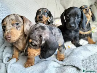 Miniature Dachshund dogs Beautiful miniature dachshunds 😊 - Advert 13