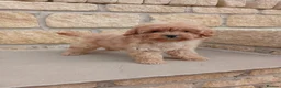 Cavapoo dogs for sale: 3 female cavapoo puppies available - Advert 8