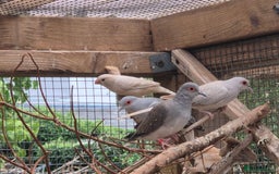 Finches birds for sale: ZEBRA FINCHES FOR SALE - Image 6