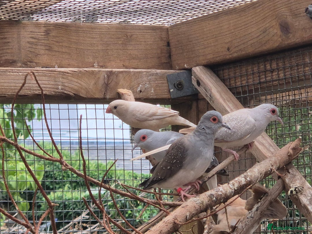 Finches birds for sale: ZEBRA FINCHES FOR SALE - Image 6