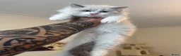 Ragdoll cats for sale: 2 Male Ragdolls Kittens  for sale  - Advert 5
