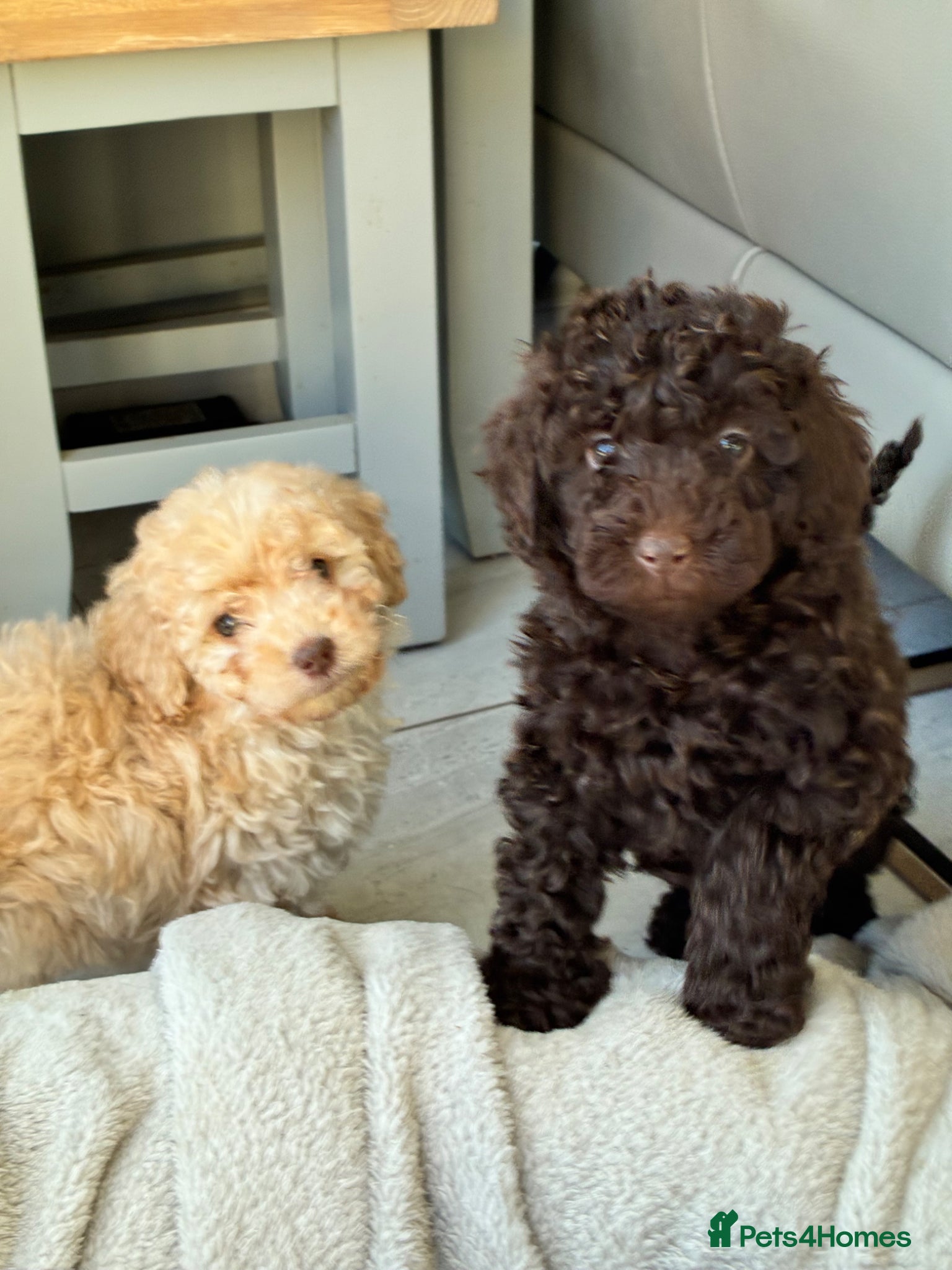 Miniature Poodle dogs Predominately poodles “unique” - Advert 1