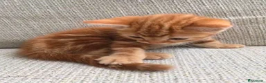 Kitten 1