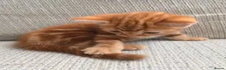 Mixed Breed cats for sale: Beautiful kitten  - Advert 3