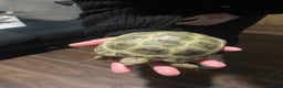 Tortoise reptiles for sale: Horsefield tortoise’s  - Advert 5